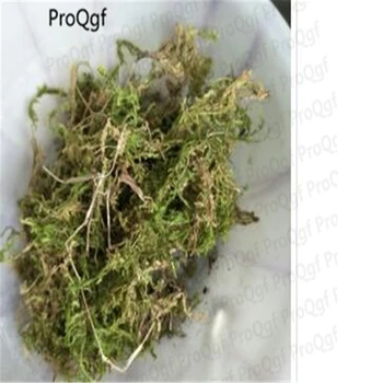

Prodgf 1 Set Dried Moss Mini give it water let it grow up