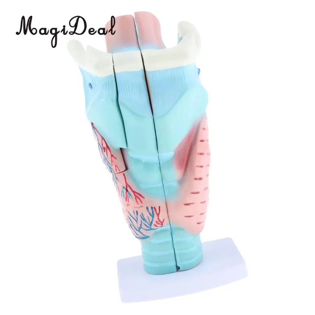 3x Magnified Human Larynx Anatomical Model Medical Anatomy Throat Model Lab Display, 3 Parts, Detachable
