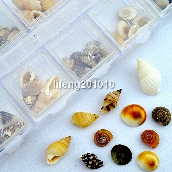 Small Natural Nail Shell Conch For Acrylic Nail Art Tips