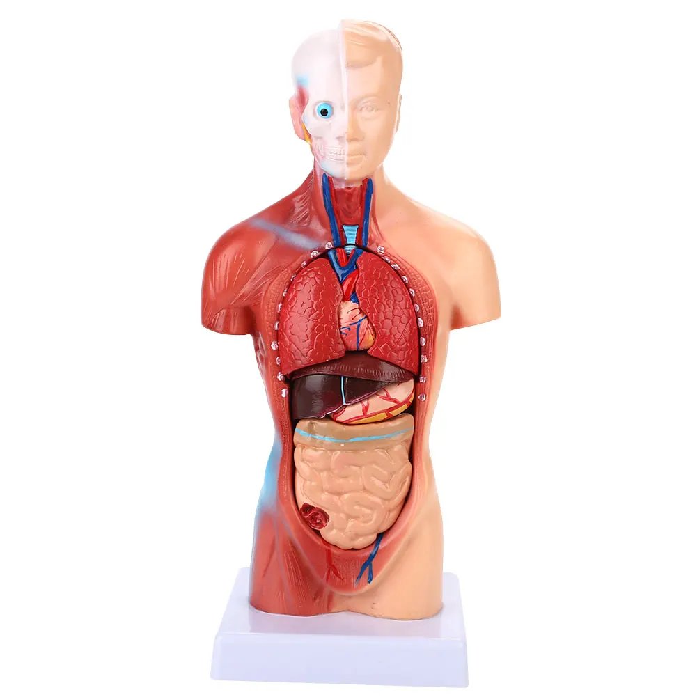 

28cm Medical Model Torso Anatomical Model Science Anatomical Mode Torso Silicone for School Teaching Supplies