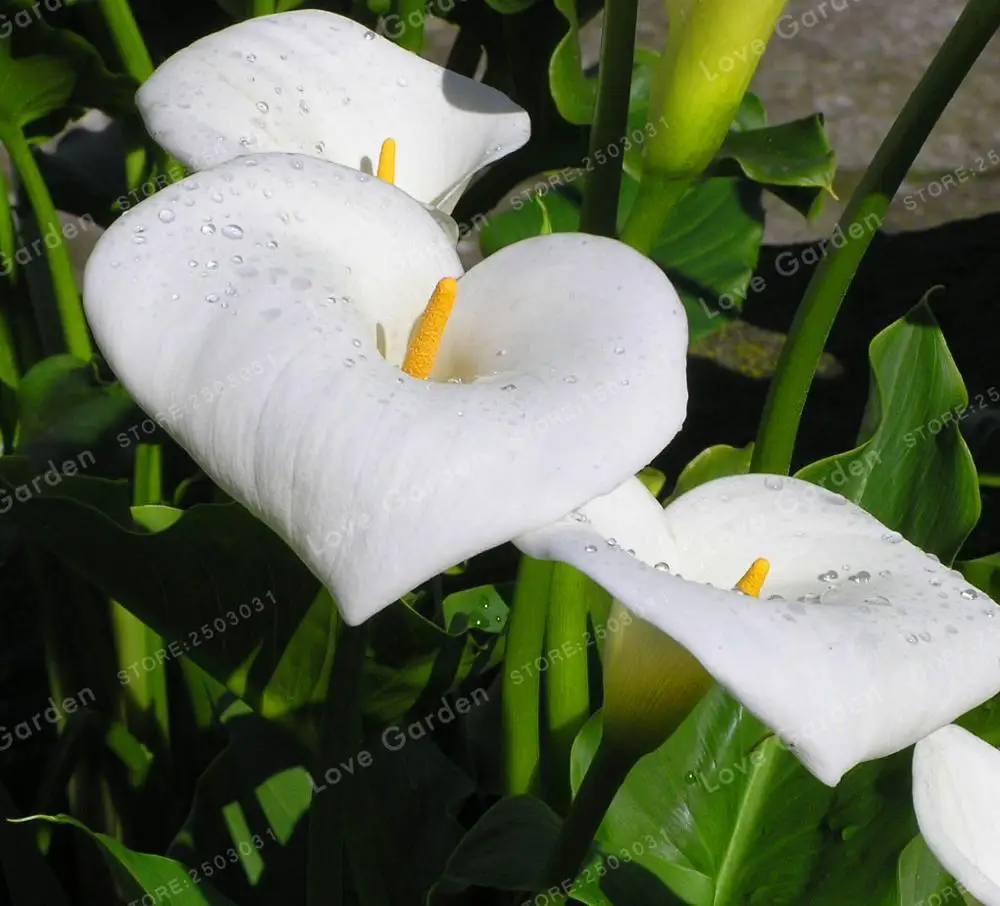 2 лампочки Calla Flower,(Калла Лилия бонсай), настоящие белые лампочки Calla Lily, символизируют любовь, элегантный благородный цветок