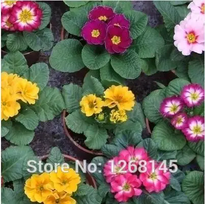 50 шт. настоящая Европа Primula acaulis, Примула Редкие