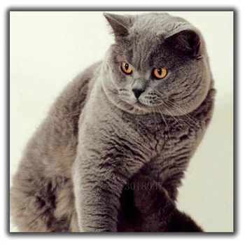 

5D Diy Diamond Painting Cross Stitch Highly Vigilant Fat Cats Needlework Diamond Embroidery Full Round Mosaic Decoration Resin