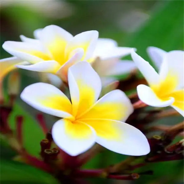 Bonsai 300 Pcs Plumeria Frangipani Hawaiian Lei Flower Exotic Egg