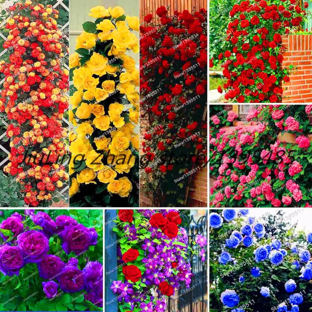 

Strip Shrub Rose Flower plant 100PCS Rare Bush Rose Flower plant Yello Red Pink Purple Garden Bonsai Exotic Plant
