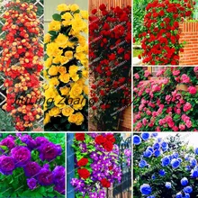 Strip Shrub Rose Flower plant 100PCS Rare Bush Rose Flower plant Yello Red Pink Purple Garden Bonsai Exotic Plant rose bush pattern gossamer scarf