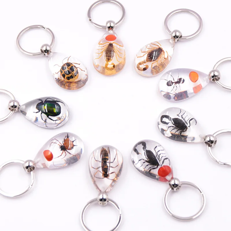 

3Pcs Transparent Real Insect Keychain Beetle Animal Specimens Collecting Key Ring Natural Mixed Insect Trinket Gift Car Bag Keys