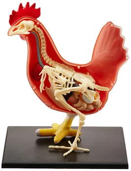 

4D Chicken Full Skeletion Funny ANATOMY MODEL Medical Animal Skull Skeleton Anatomical Cock Model Kids Science Educational Toys