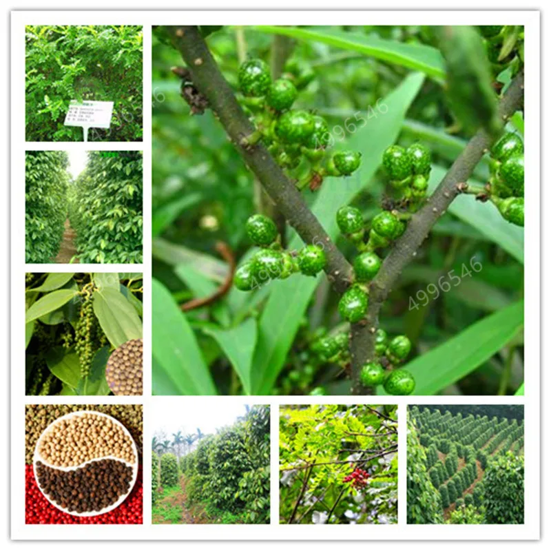 

Free Shipping 200 Pcs Mixed Color Sweet Bell Pepper Bonsai Vegetable Paprika Plant for Home Garden Flower