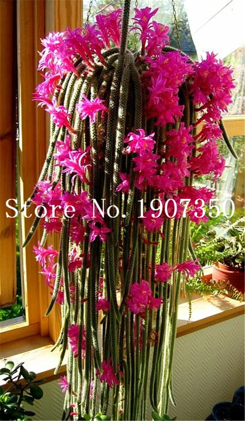 100 pcs Climbing plant Echinopsis Tubiflora Flowering Cactus bonsai plant Rare Flower Perennial Ornamental Mini Plant Succulent