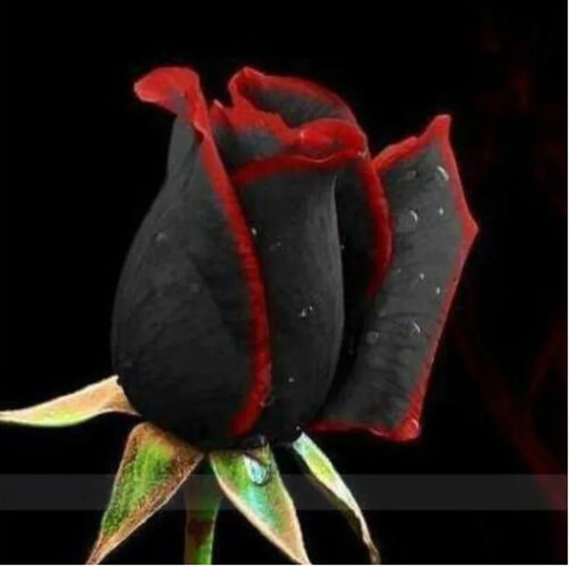 100Pcs Rare Rose Bonsai Black Rose Flower With Red Edge Rare Rose Flowers Bonsai For Garden Bonsai Planting 100Pcs Rare Rose Bonsai Black Rose Flower With Red Edge Rare Rose Flowers Bonsai For Garden Bonsai Planting