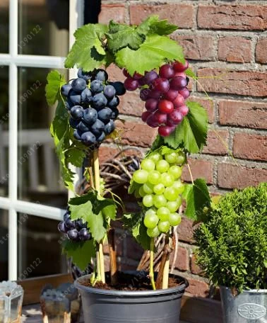 50 pcs/bag grape seeds Miniature Grape Vine Seeds Organic fruit seeds Succulent plants sweet food easy to grow plant for garden