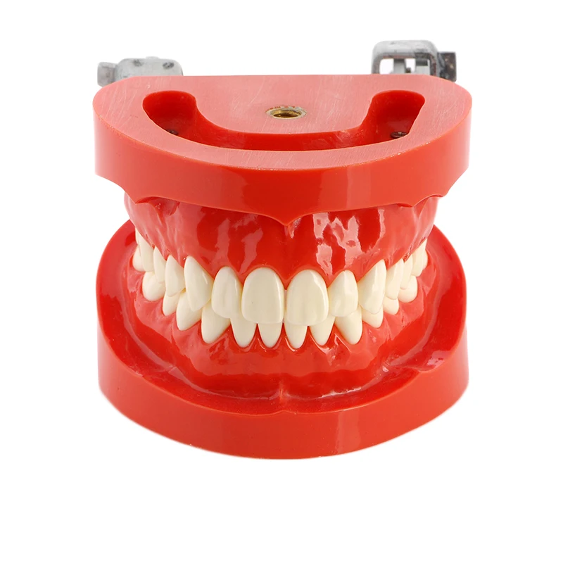 

1PC New Dental Model Study Teaching Model Tooth Model Standard Model Hard Gum