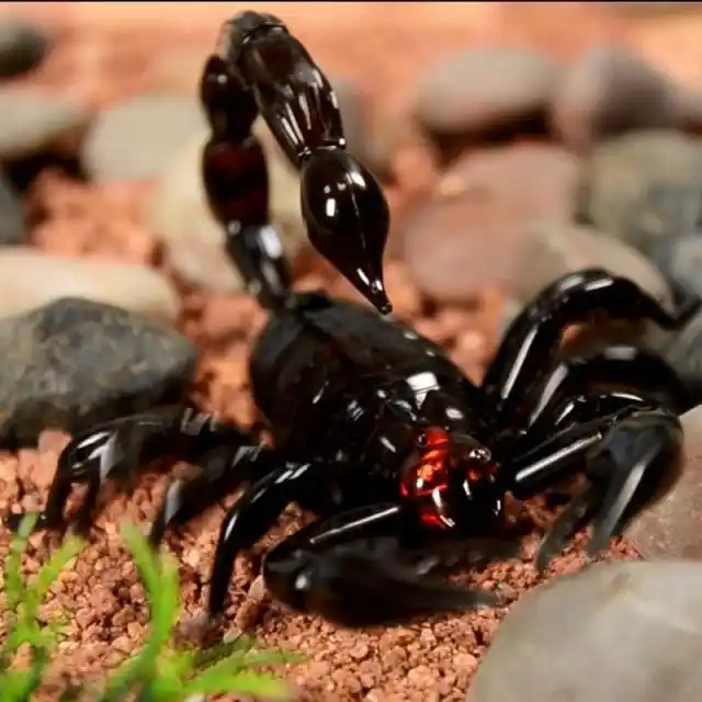 remote control scorpion toy
