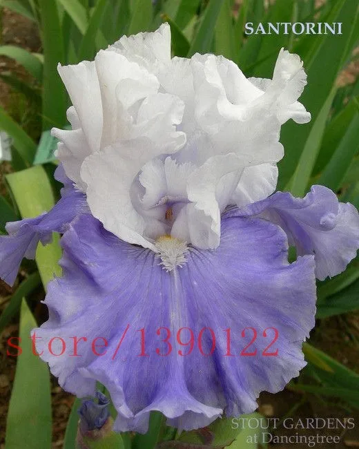 Buy 100 Pcs Iris Seeds Multiple Colors Free Shipping