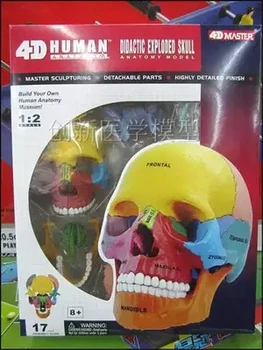 

4D Color head skeleton assembled skeleton model free shopping