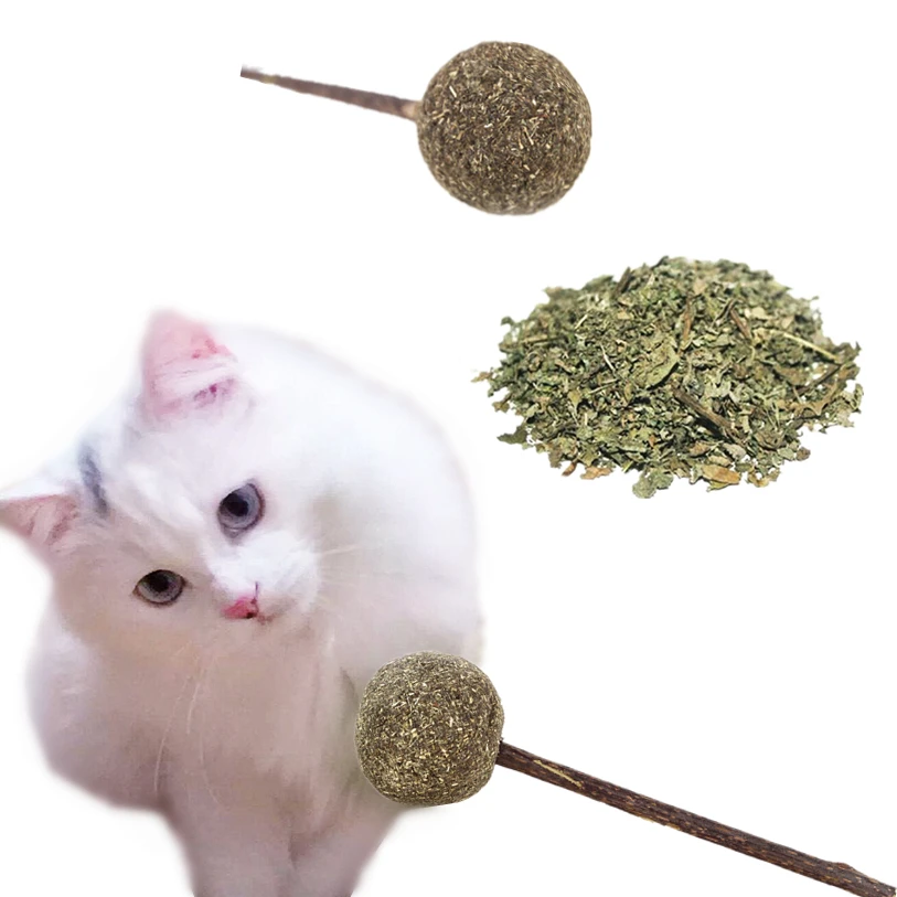 home remedies for cleaning cat's teeth