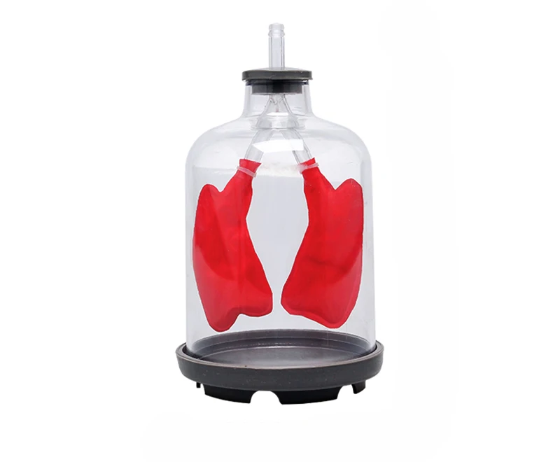 

Lung Respiration Model Simple Ventilation Simulates Lung Function Lung Working Principle Model Biology Experiment Equipment