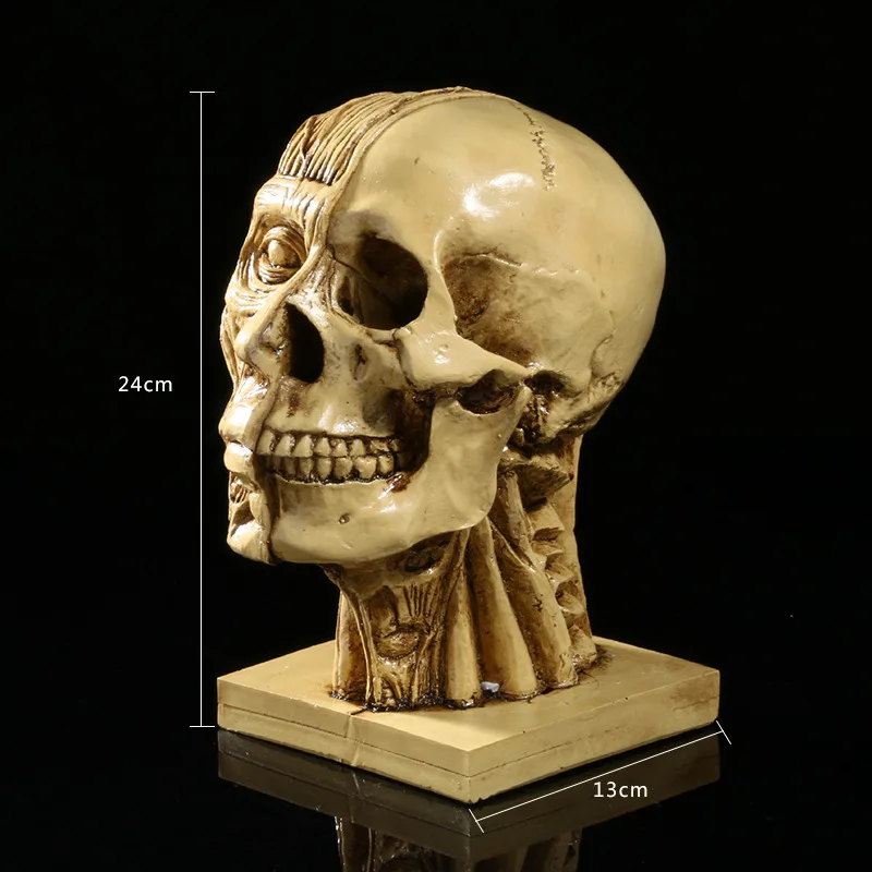 

Resin Crafts Musculoskeletal Head Medical Model Teaching Supplies Art Model of Painting
