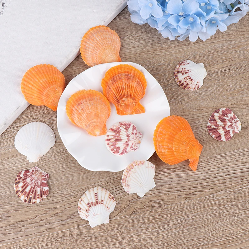 

10pcs/bag Nature Shell Natural Beach Sea Shell Accessories Craft DIY Material Of Art Bracelets Anklets Household Decoration