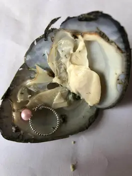 

Fortune Freshwater Oyster with Random Sterling Sliver Pearls Ring /Earrings/Pendant inside oyster factory price FP480