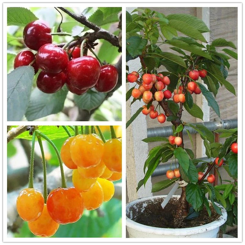 

Asian Cherry Fruit 20pcs/bag Bonsai Sweet Sylvia Upright Cherry prunus Avium Self-fertile Dwarf Tree For Garden