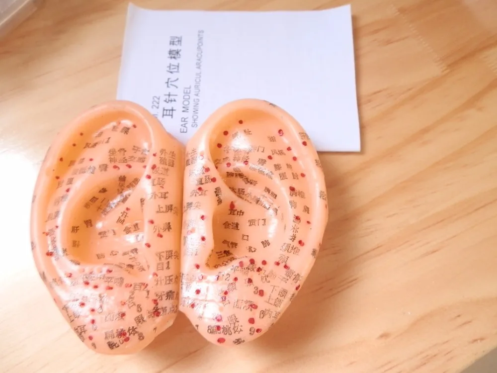 

Life size ear acupoint model, 1:1, SHOWING AURICULAR ACUPOINTS MARKED with CHINESE CHARACTERS