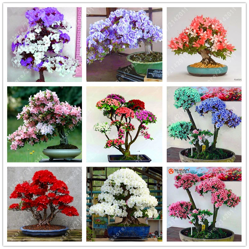 

20 pcs/bag 22 kinds Azalea Flower plants Rhododendron plant,Rare Bonsai DIY Garden Plants, Like Sakura Japanese Cherry Blooms