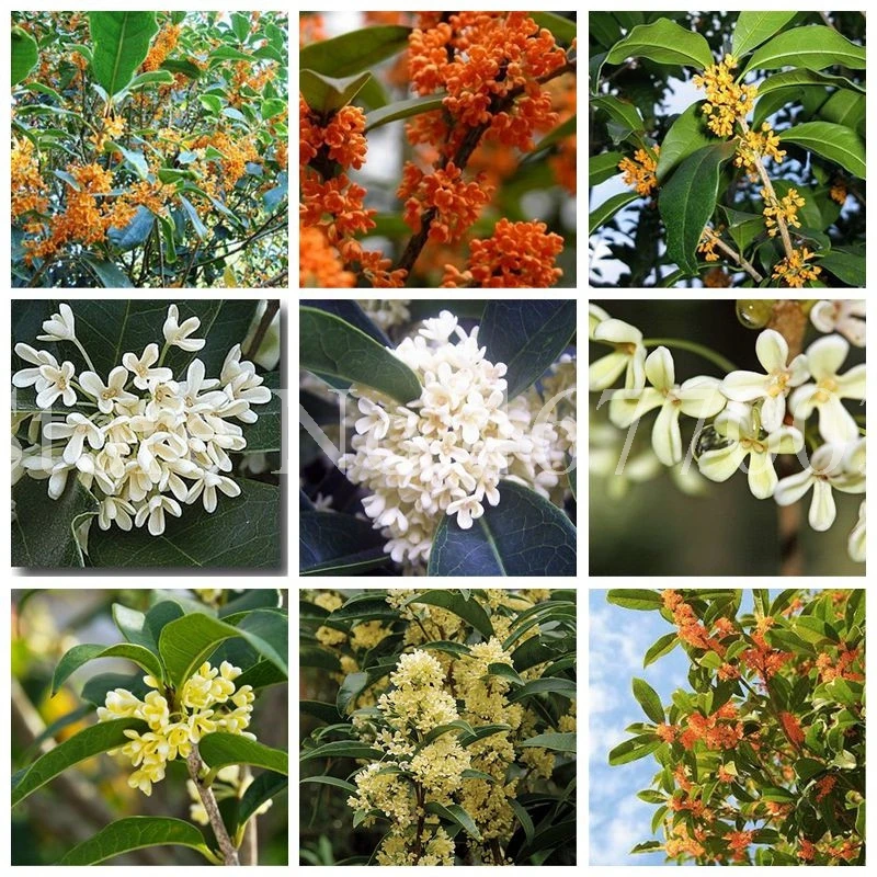 

20 Pcs Fragrant Osmanthus Bonsai Sweet Olive Tree Outdoor Cultivated Potted Plants Ornamental Plant For Home Garden Flower Pot