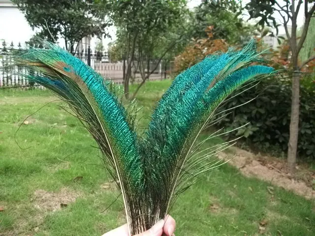 50 Peacock Sword Feathers 30-38" L Bleached & Dyed 21 colors available 