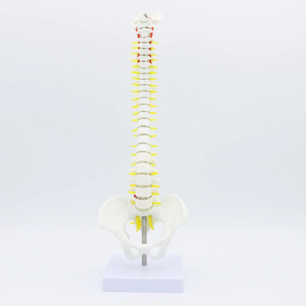 

45CM Pelvic Human Anatomical Anatomy Spine Medical spinal column model Teaching Resources for medical students