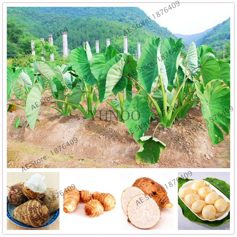100pcs Alocasia Macrorrhiza Seeds Giant Taro Seed Garden
