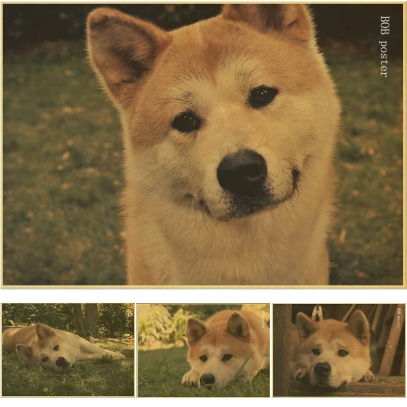 Hachi Dog Name Hachi Dog Name