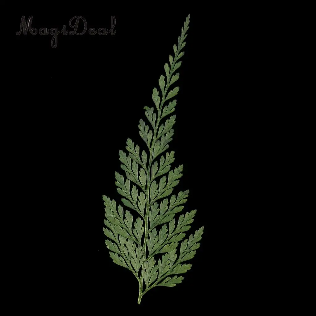 12pcs Real Pressed Fern Leaves Natural Dried Flowers for Art Craft Scrapbooking Card Making Resin Jewelry Craft DIY