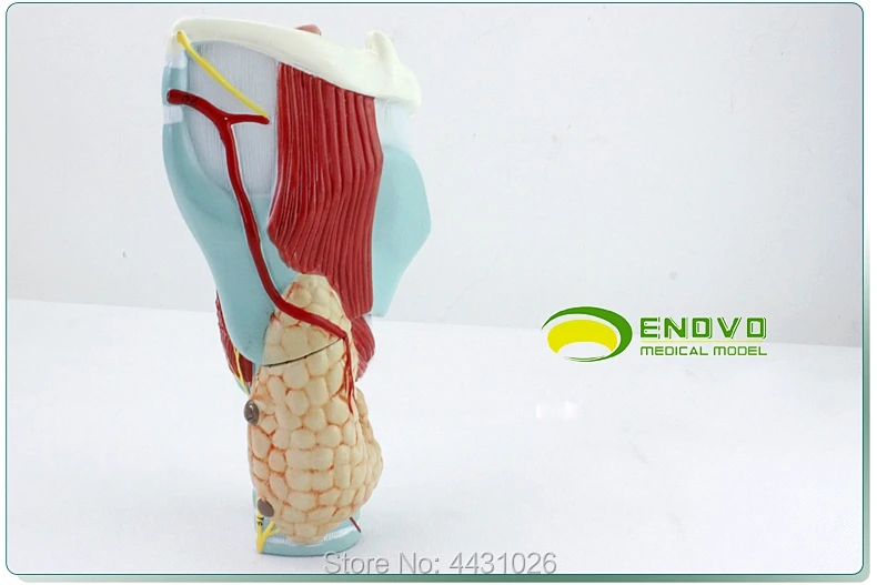 ENOVO медицинская модель гортани и гортани полости