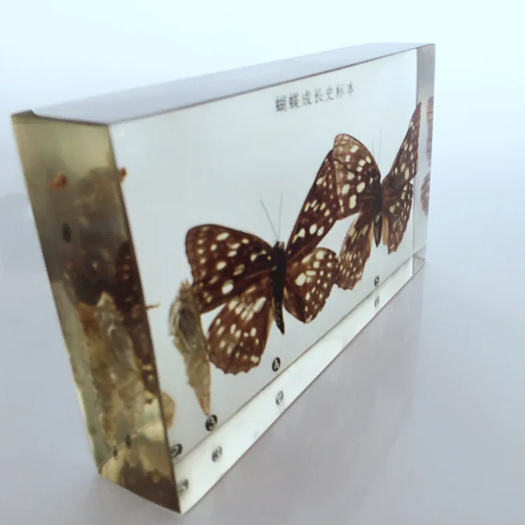 Зернистость в бабочки процесс развития образец модели история роста животных