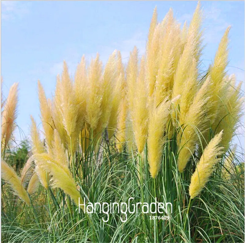 

Big Sale!Pampas Grass bonsai Patio and Garden Potted Ornamental Plants New Flowers Cortaderia Grass flores 100 Pcs/Lot,#8IWL6O