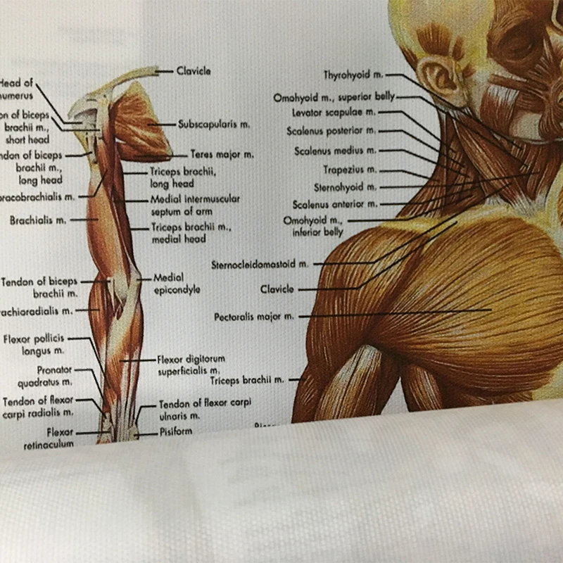 WANGART Анатомия человека система мышц художественный плакат печать тела карта холст настенные картины для медицинского образования домашний декор JY0717