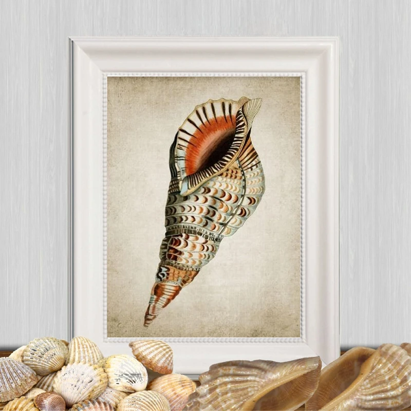 Retro-Seashell-Poster-Art-Print-Wall-Picture-Home-Decor-Vintage-Marine-Prints-Bathroom-Wall-Art-Canvas (3)