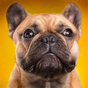 Diamond Embroidery sale 5D DIY Diamond Painting Cartoon Dog patrol Full