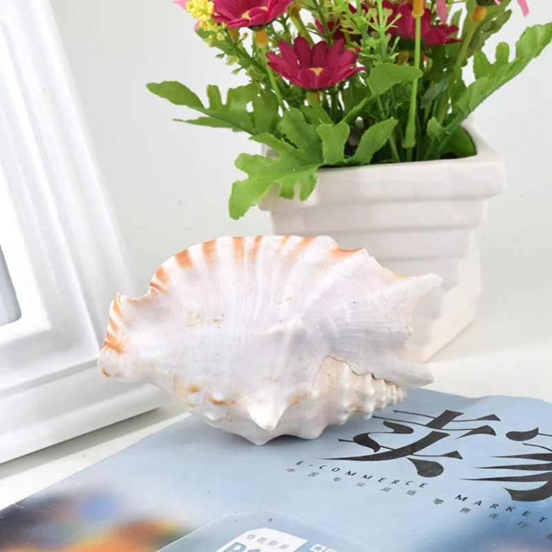 

Free Shipping(1pcs/lot)Sinuous Conch Natural Shell & Conch Home Decoration Aquarium Landscaping Shell Ornaments