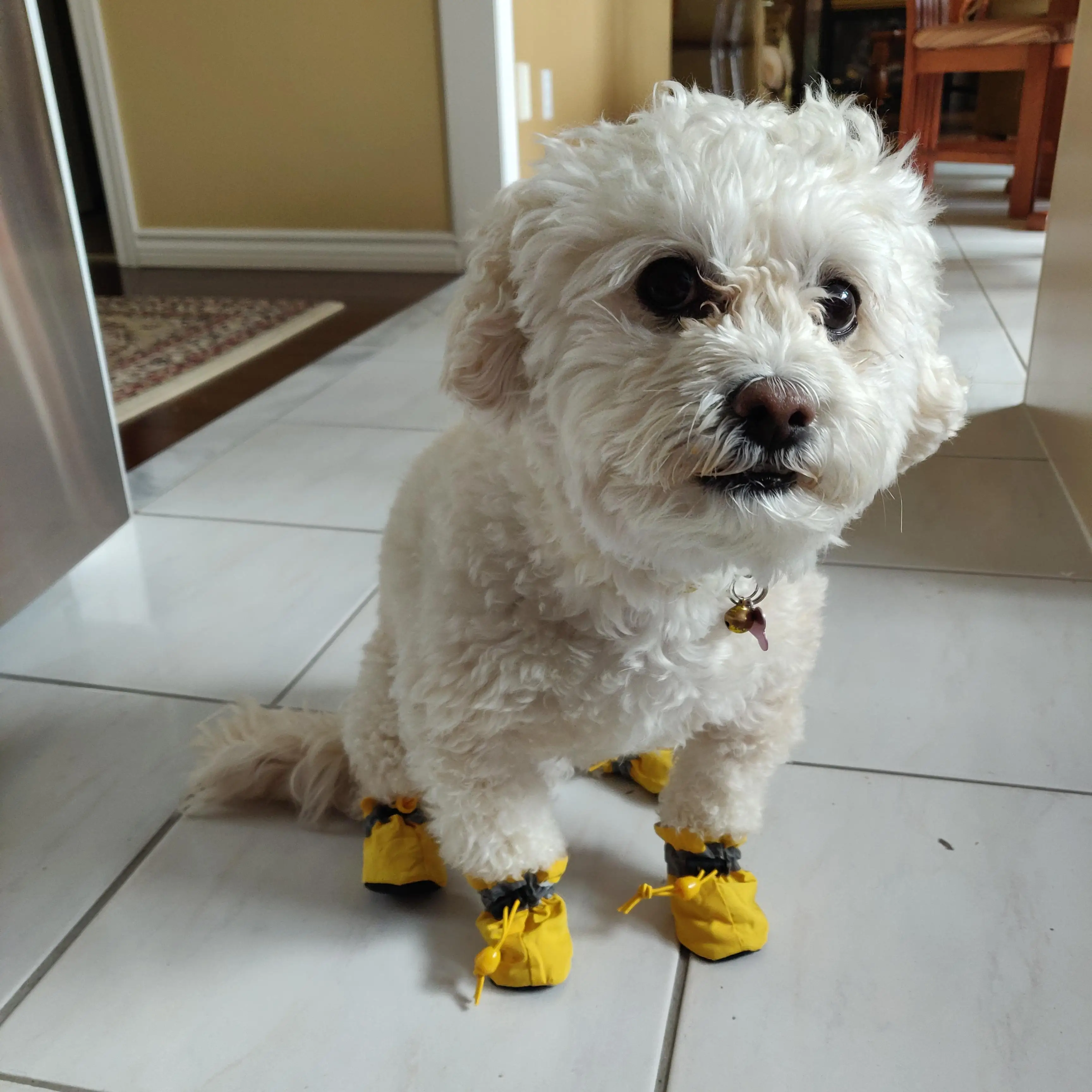 Теплая зимняя обувь Cachorro с противоскользящей подошвой для маленьких собак|Обувь