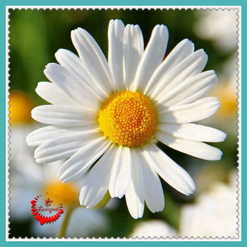 1 Package 400 Shasta Daisy Seeds Lower Seed Bonsai Plant