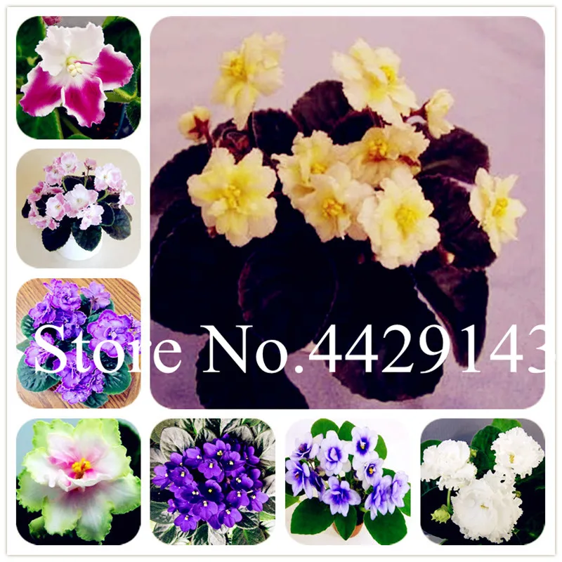 

100 Pcs Very Popular Mix Color Available Violet Bonsai For Viewing Flower Evening-Scented Stock Violet Diy Home Garden Plant