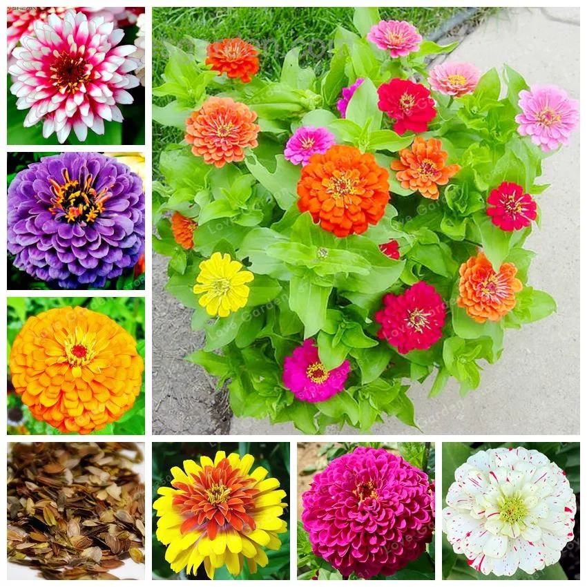 

100 Pcs Zinnia Bonsai Pretty Pastel Colors Flower Bonsai Pot DIY Home Garden Flower Easy Growing Potted plant
