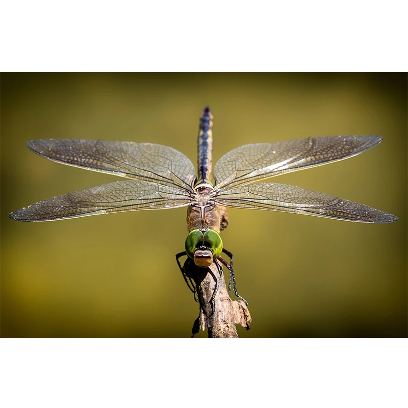 Стрекоза знак. Стрекоза символ чего в христианстве. Стрекоза символизм. Фотографии стрекозы. Стрекоза в ювелирном искусстве.