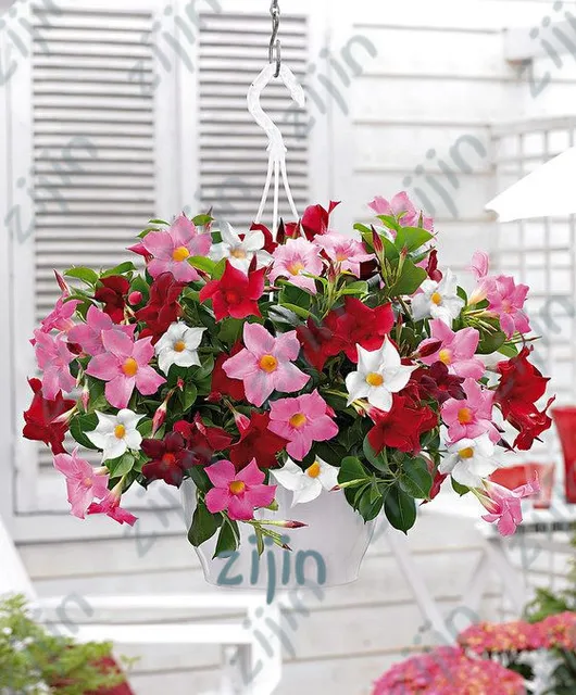 Top out climbing coupon