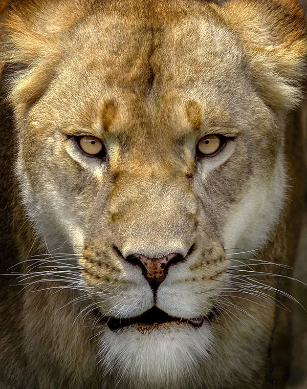 aslan-portresi-6206
