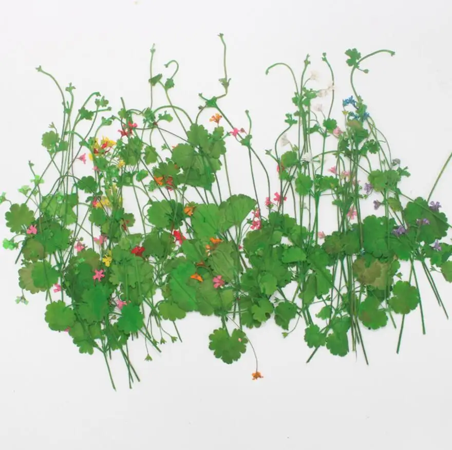 120pcs Dried Pressed Flower Preserved Androsace umbellata For Epoxy Resin Pendant Necklace Jewelry Making Craft DIY Accessories