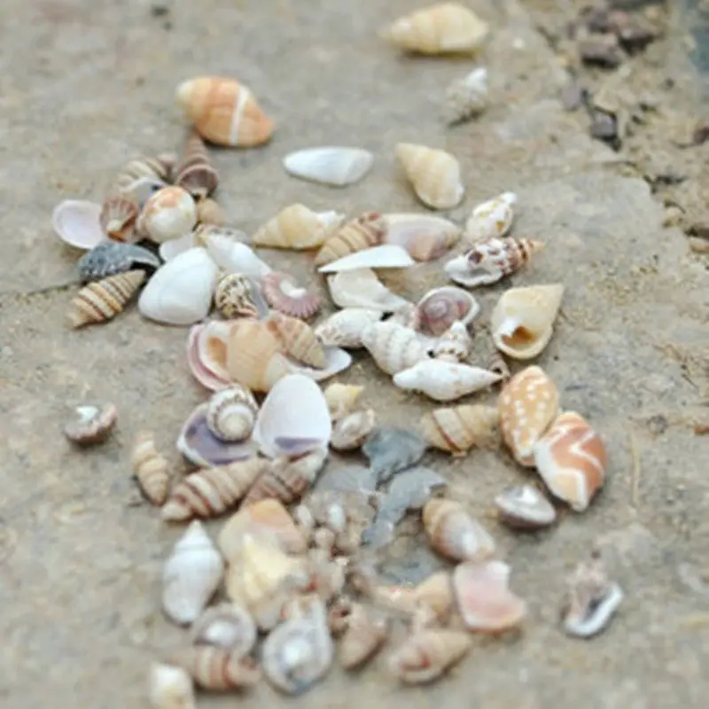 Lots Of Mixed Seashells Sand Dollars Tank Decor Miniature Conch Shells